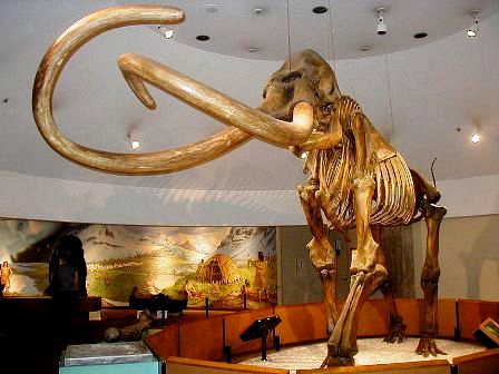 Skeleton of Columbian mammoth